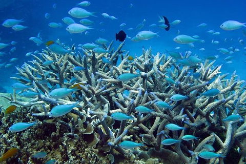 Great Barrier Reef Cruise From Townsville Or Magnetic Island - Accommodation Adelaide 14