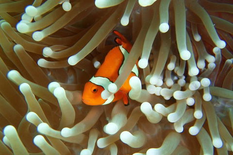 Great Barrier Reef Cruise From Townsville Or Magnetic Island - Accommodation Adelaide 9