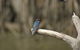 Daintree River Cruise - thumb 8