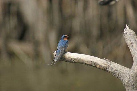 Daintree River Cruise - Accommodation Adelaide 8