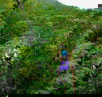 Tamborine Mountain Daily Service Treetop Challenge and Thunderbird Park - Accommodation Adelaide