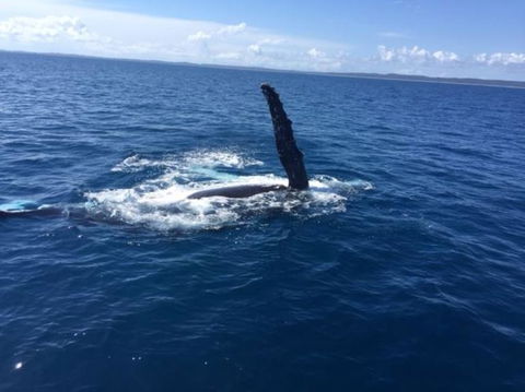 Three-Quarter Day Hervey Bay Premium Whale Watching Cruise - Accommodation Adelaide 7