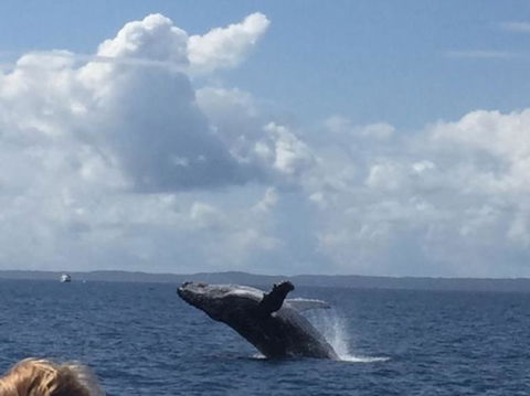 Three-Quarter Day Hervey Bay Premium Whale Watching Cruise - Accommodation Adelaide 4