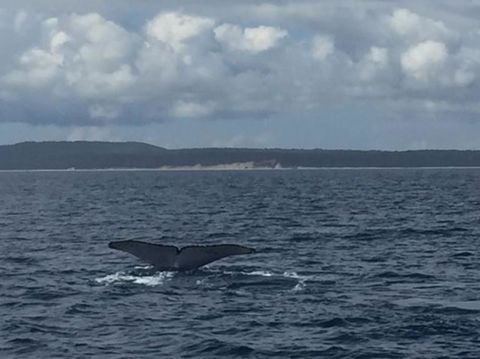 Three-Quarter Day Hervey Bay Premium Whale Watching Cruise - Accommodation Adelaide 5
