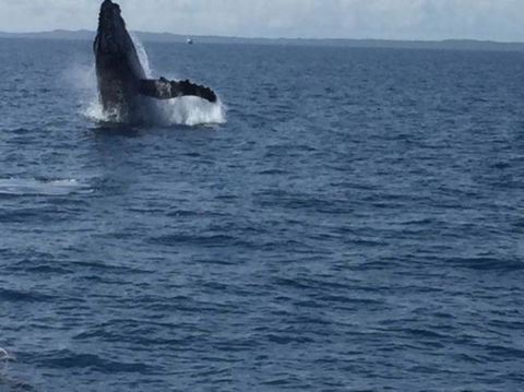 Three-Quarter Day Hervey Bay Premium Whale Watching Cruise - Accommodation Adelaide 3