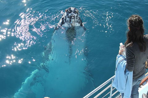 Three-Quarter Day Hervey Bay Premium Whale Watching Cruise - Accommodation Adelaide 0