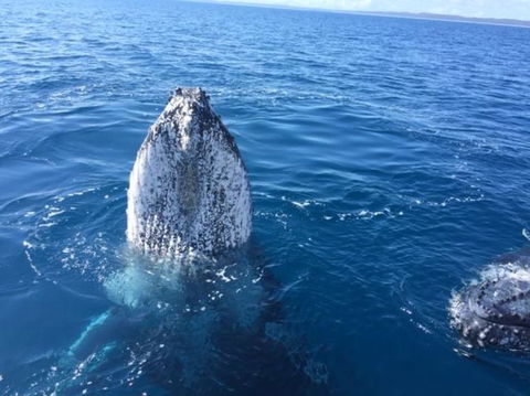 Three-Quarter Day Hervey Bay Premium Whale Watching Cruise - Accommodation Adelaide 8