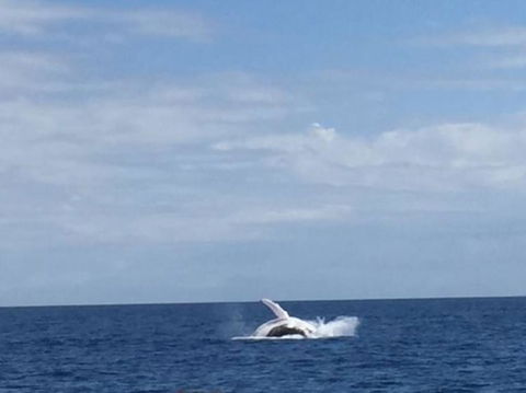 Three-Quarter Day Hervey Bay Premium Whale Watching Cruise - Accommodation Adelaide 2