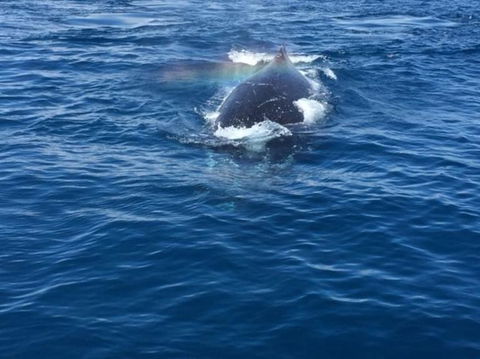 Three-Quarter Day Hervey Bay Premium Whale Watching Cruise - Accommodation Adelaide 6