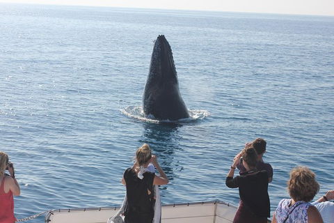 Three-Quarter Day Hervey Bay Premium Whale Watching Cruise - Accommodation Adelaide 1