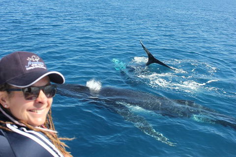 Three-Quarter Day Hervey Bay Premium Whale Watching Cruise - Accommodation Adelaide 13