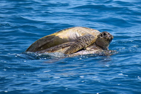 Three-Quarter Day Hervey Bay Premium Whale Watching Cruise - Accommodation Adelaide 19
