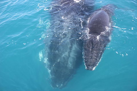 Three-Quarter Day Hervey Bay Premium Whale Watching Cruise - Accommodation Adelaide 15