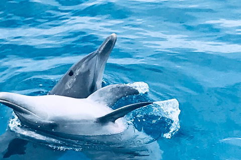 Three-Quarter Day Hervey Bay Premium Whale Watching Cruise - Accommodation Adelaide 17