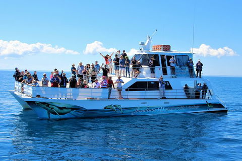 Three-Quarter Day Hervey Bay Premium Whale Watching Cruise - Accommodation Adelaide 11