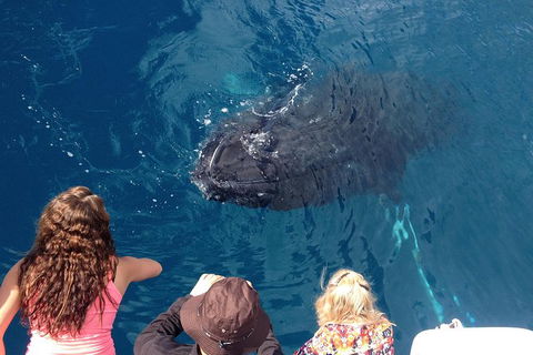 Three-Quarter Day Hervey Bay Premium Whale Watching Cruise - Accommodation Adelaide 18