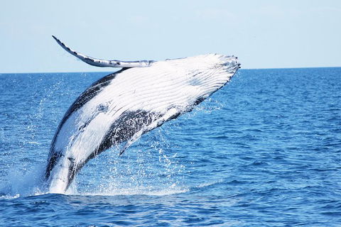 Three-Quarter Day Hervey Bay Premium Whale Watching Cruise - Accommodation Adelaide 12