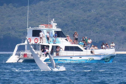 Three-Quarter Day Hervey Bay Premium Whale Watching Cruise - Accommodation Adelaide 16