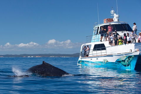 Three-Quarter Day Hervey Bay Premium Whale Watching Cruise - Accommodation Adelaide 9