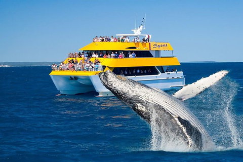 Spirit Of Hervey Bay Whale Watching Cruise - Accommodation Adelaide 0