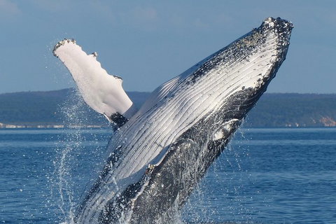 Spirit Of Hervey Bay Whale Watching Cruise - Accommodation Adelaide 1
