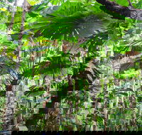 Cape Tribulation Daintree Rainforest and Wildlife Tour - Accommodation Adelaide