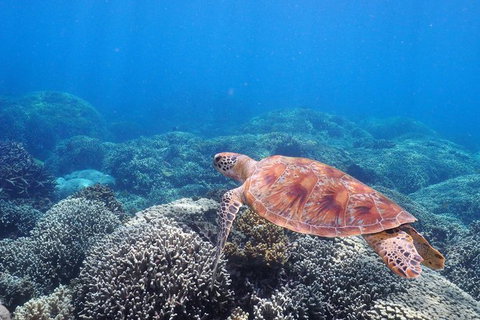 Calypso Outer Great Barrier Reef Cruise From Port Douglas - Accommodation Adelaide 9