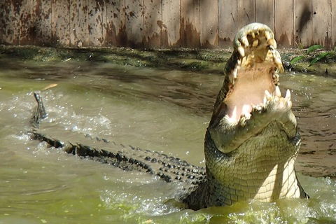 Hartley\'s Crocodile Adventures Day Trip From Palm Cove - Accommodation Adelaide 4