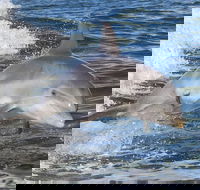 Noosa Oceanrider Scenic Dolphin Safari - Accommodation Adelaide