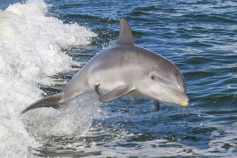 Noosa Oceanrider Scenic Dolphin Safari - Accommodation Adelaide 1