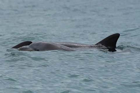 Noosa Oceanrider Scenic Dolphin Safari - Accommodation Adelaide 4