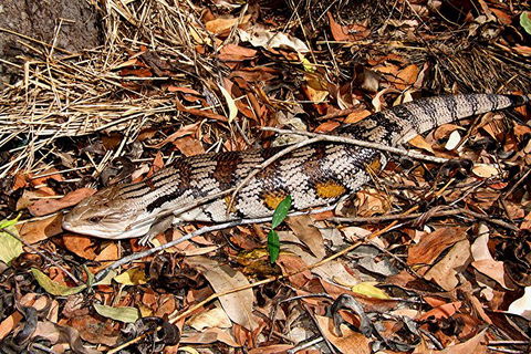 Hartley\'s Crocodile Adventures General Entry Ticket - Accommodation Adelaide 10