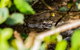 Cape Tribulation Day Tour - thumb 9