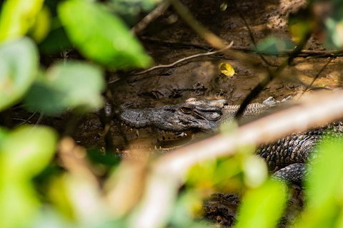 Cape Tribulation Day Tour - Accommodation Adelaide 9
