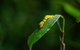 Cape Tribulation Day Tour - thumb 3