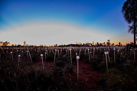 Uluru Field Of Light Sunrise Tour - Accommodation Adelaide 8