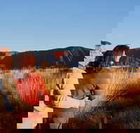 Uluru Sunrise and Kata Tjuta Half Day Trip - Accommodation Adelaide