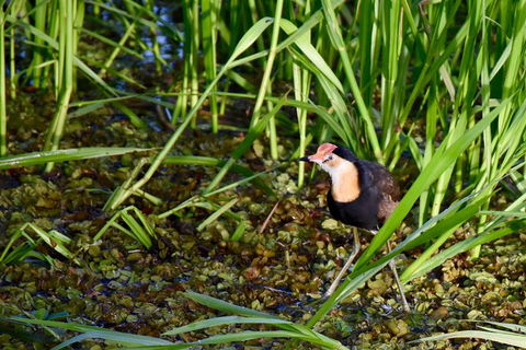 LITCHFIELD GRANDEUR AND WWII DISCOVERY - Accommodation Adelaide 1