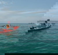 Kayaking with Dolphins in Byron Bay Guided Tour - Accommodation Adelaide