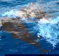 Port Stephens Day Tour From Sydney Including 4WD Sandboarding and Dolphins - Accommodation Adelaide