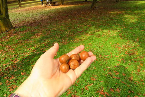 3-Hour Small-Group Byron Bay Tour - Accommodation Adelaide 12