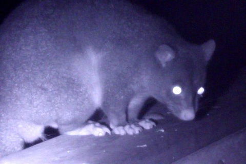 Byron Bay Night Vision Walk - Accommodation Adelaide 1