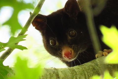 Byron Bay Night Vision Walk - Accommodation Adelaide 4