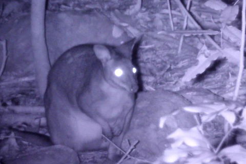 Byron Bay Night Vision Walk - Accommodation Adelaide 5