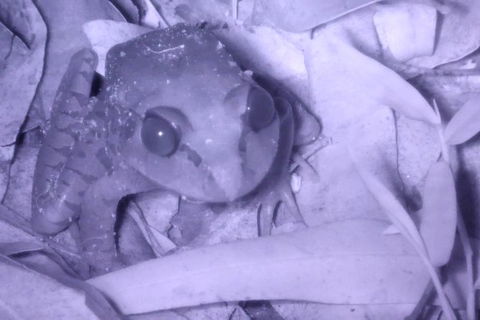 Byron Bay Night Vision Walk - Accommodation Adelaide 3