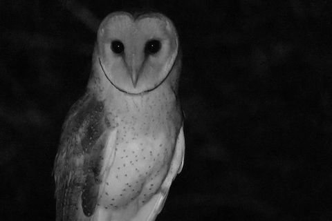 Byron Bay Night Vision Walk - Accommodation Adelaide 7