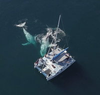 Coffs Harbour Whale Watch Experience - Accommodation Adelaide