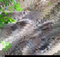 Byron Bay Wildlife Safari - Accommodation Adelaide