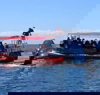 Byron Bay Whale Watching Cruise - Accommodation Adelaide