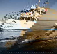 Jervis Bay Dolphin Watch Cruise - Accommodation Adelaide